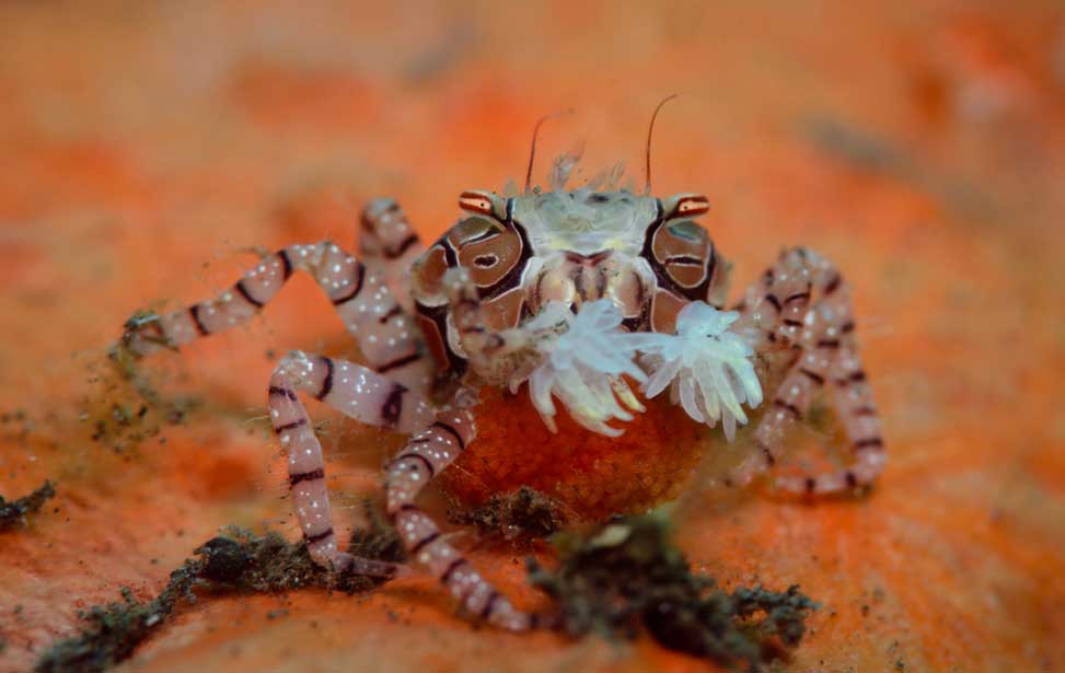 8 Facts About The Pom-pom Crab